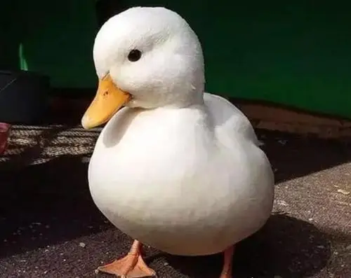 世界上最贵的宠物鸭子王思聪的柯尔鸭一只价格高达15000元