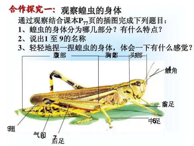 14 无脊椎动物的主要类群 课件(鲁科版七年级上册)ppt