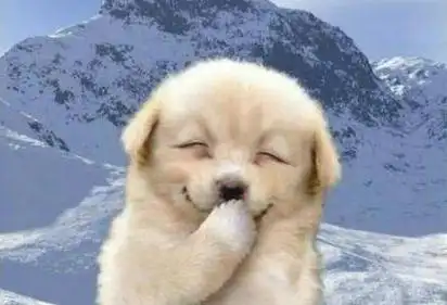 超萌的小动物照片,狗狗偷笑最可爱