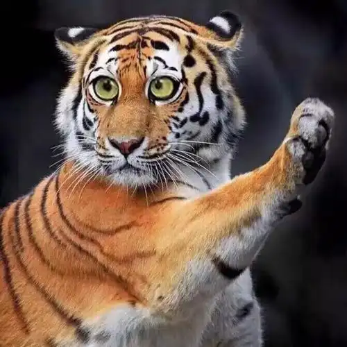 qq老虎头像图片大全可爱图片 - 蜡笔小新卡通头像!