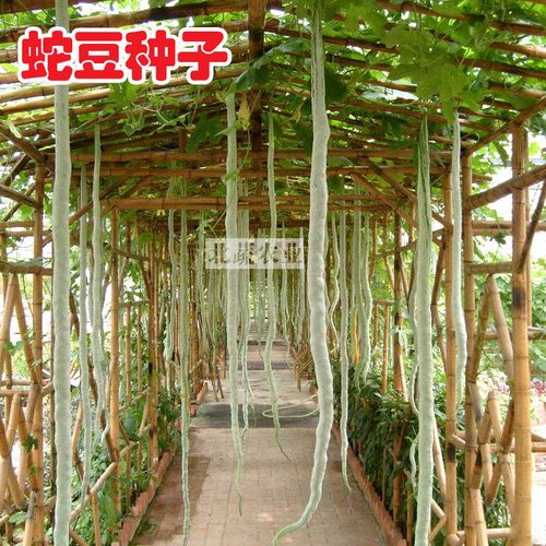 蛇瓜种子蛇豆种子四季爬藤庭院四季蔬菜种子阳台春季菜园菜籽