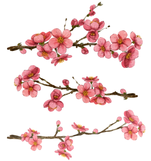 鲜花 粉色图片大全_鲜花 粉色图片素材【png免费下载】-90设计网