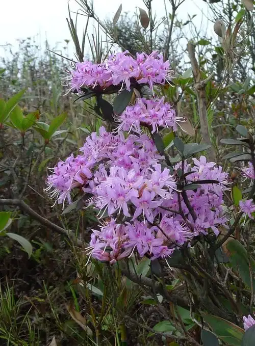 岭上花开映山红
