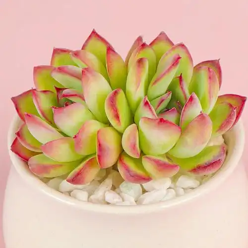 荷花多头群生多肉植物组合盆栽迷你绿植花卉肉肉植物