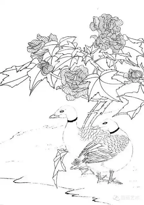 书画联盟丨工笔画禽鸟之水禽的画法与线描画谱