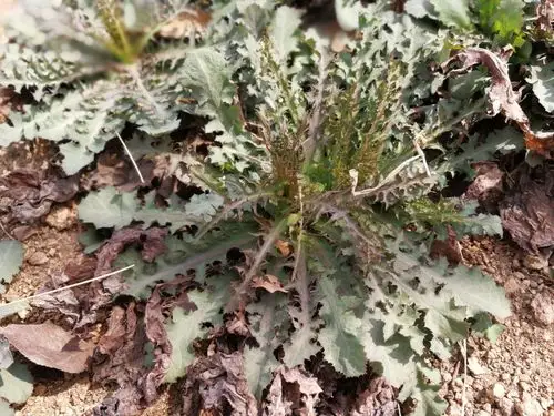 奇趣大自然之苦碟子