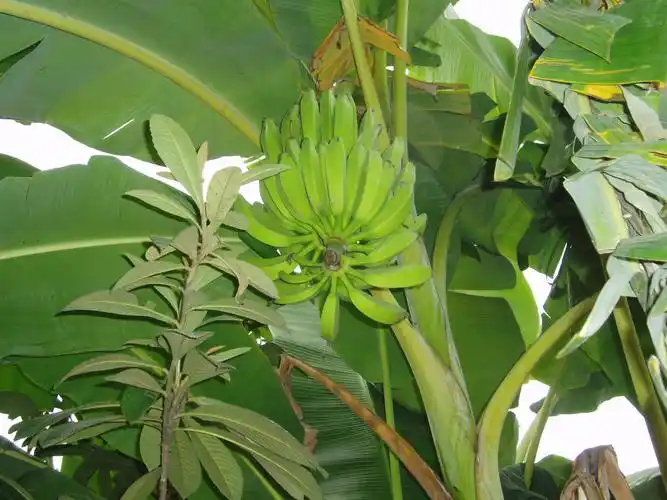 请问香蕉是长在哪里的?