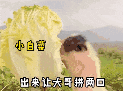 抖音热门搞笑表情包