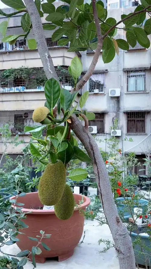 盆栽菠萝蜜,懒人施肥法
