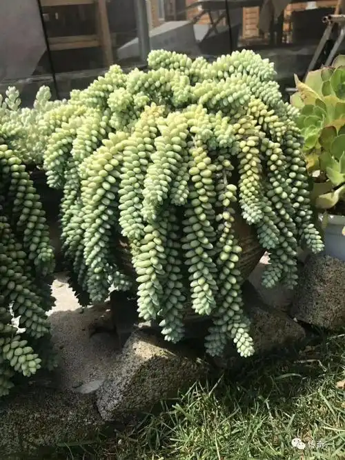 请欣赏多肉瀑布