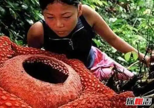世界上最大的食人花大王花吃人图片触目惊心