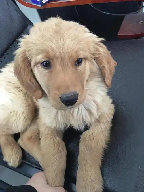 五个月金毛寻找新家