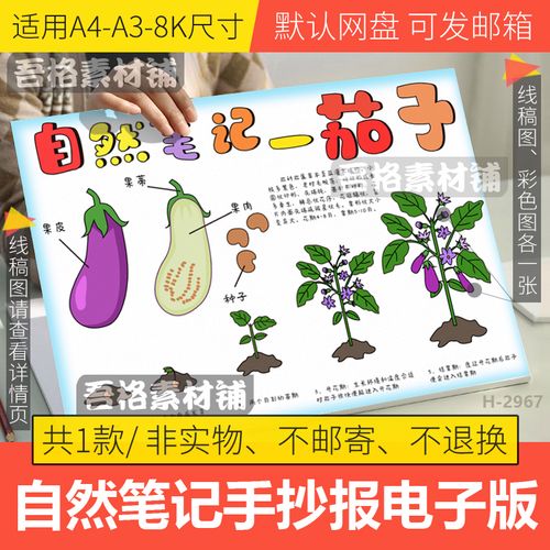 自然笔记茄子手抄报模板电子版小学生植物生长过程手抄报线稿a48k