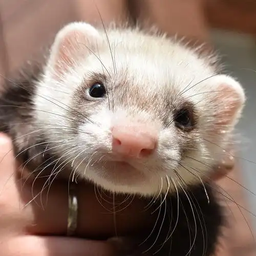 宠物雪貂活体小龙幼体幼崽貂活宿舍懒人qboy宠物貂