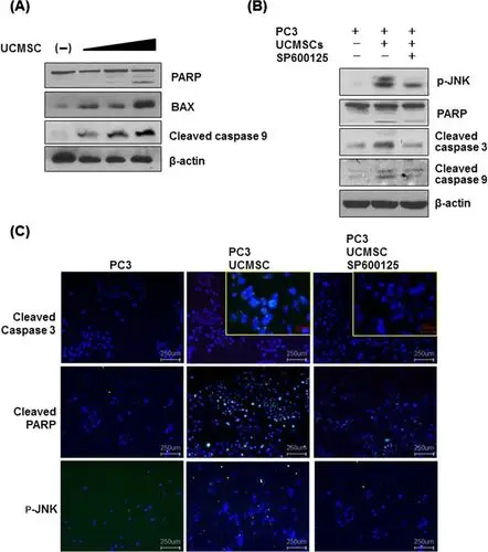retracted article: umbilical cord tissue-derived mesenchymal