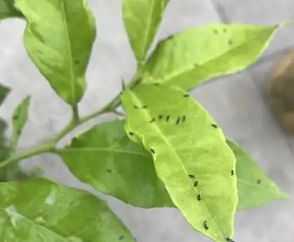 月季蓟马危害症状-月季蓟马虫害的防治方法 - 百花齐放