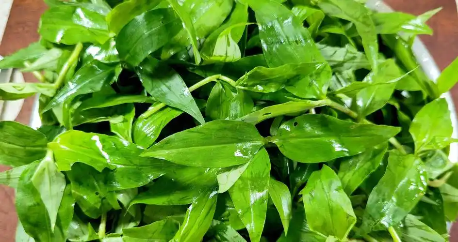 6月,遇见竹叶菜抓紧吃,全身是宝,却常被当成草,随手一炒真香_夏天