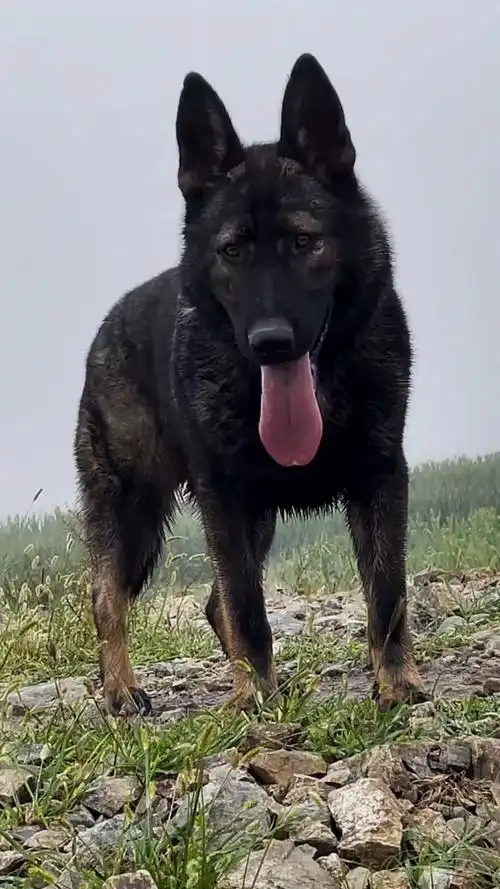 东德牧羊犬纯种双血统深灰色东德