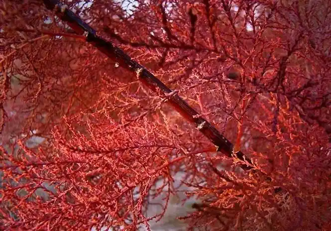 红柳何曾似绛霞