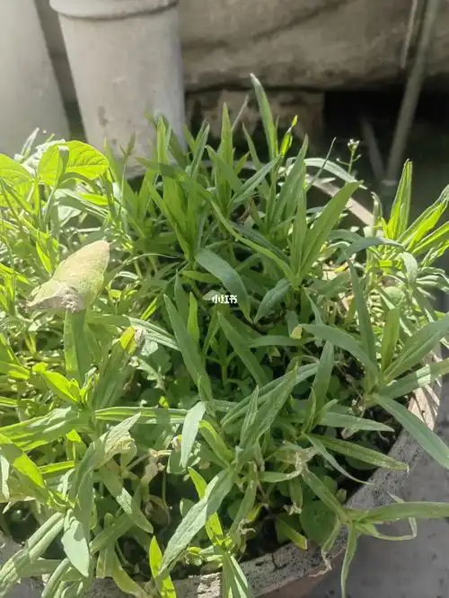 看着有点像剪刀菜#植物