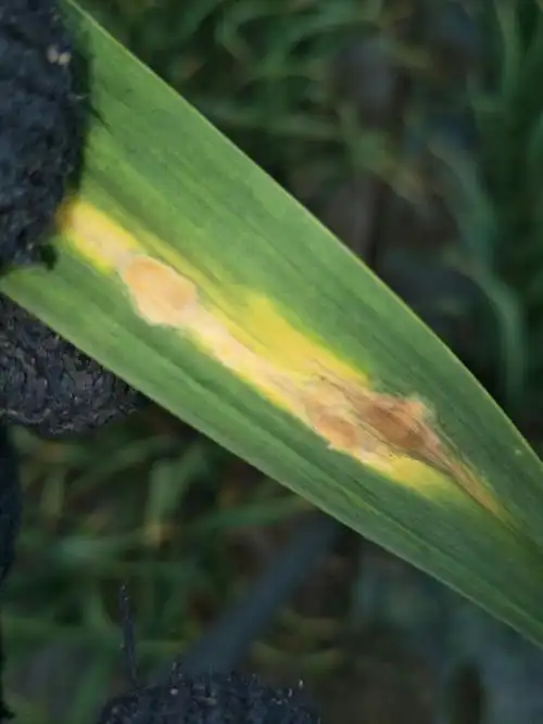 大蒜病害,如图片上的症状,田间好多都发生了,可咋办啊?