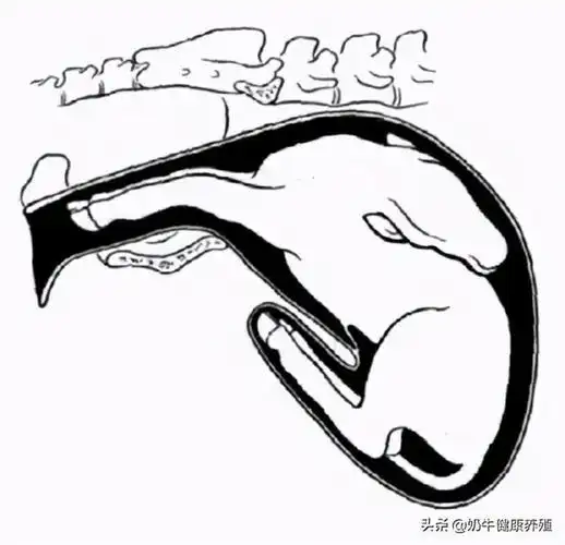 养牛产科学——技能进阶,胎儿姿势纠正|产道|子宫|胎位|屈曲_网易订阅