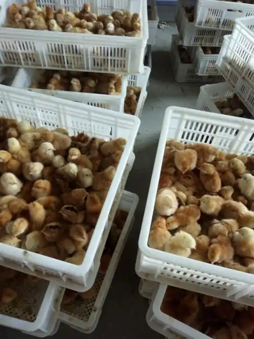 青脚红玉鸡苗鸡苗