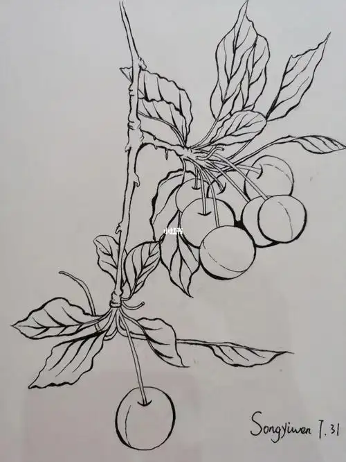 临摹植物海棠果#临摹  #室内植物  #绘画临摹