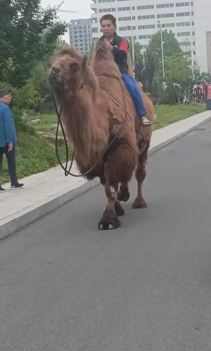 城里还能看到大骆驼啊,骆驼的脚好大啊!