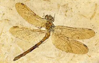 1亿年前蜻蜓化石 翅膀保存完好(图)