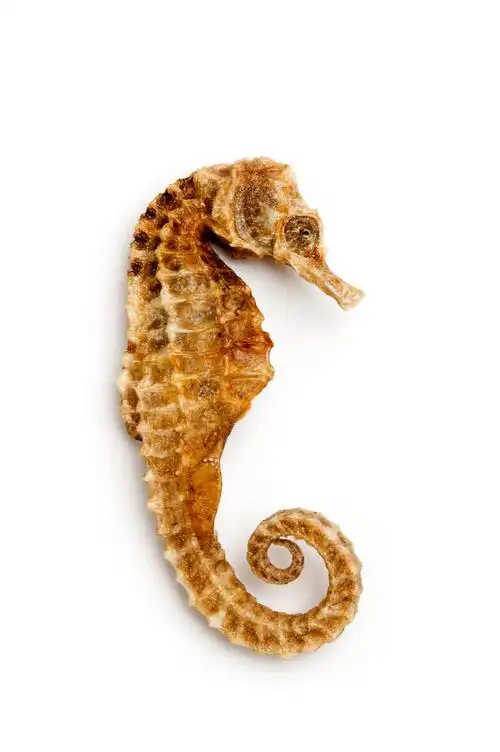 海马的功效和作用(海马的功效和作用几岁可以吃)