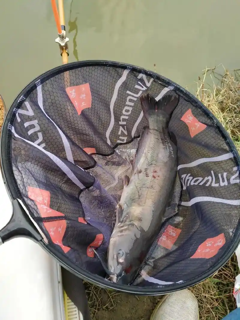 我一个人钓鱼鮰鱼清江鱼十九斤 - 抖音
