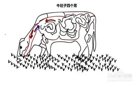 牛肚子四个胃简笔画简笔画牛的反刍路线图牛的内脏解剖图简笔画消化