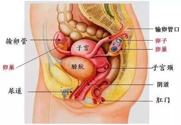 中老年女性腹胀,食欲减退,警惕卵巢癌找上门!_生育