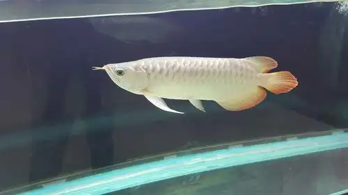 865白色灯管. - 龙鱼玩家 - 龙鱼之巅