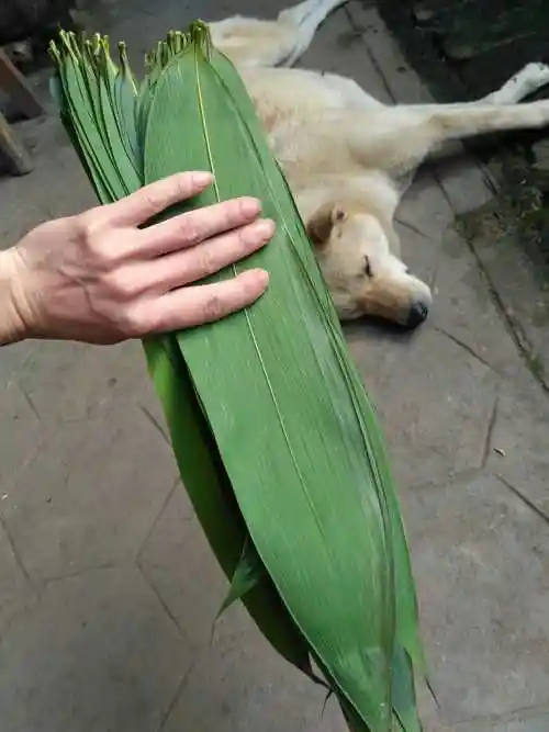 山河星 粽叶 新鲜生态端午节大粽子叶箬叶包粽子竹叶芦苇手工50片