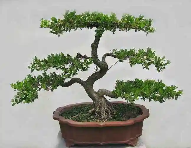 黄杨拿弯图解!漂亮盆景的造型就是这样制作的啊!赶紧收藏吧!