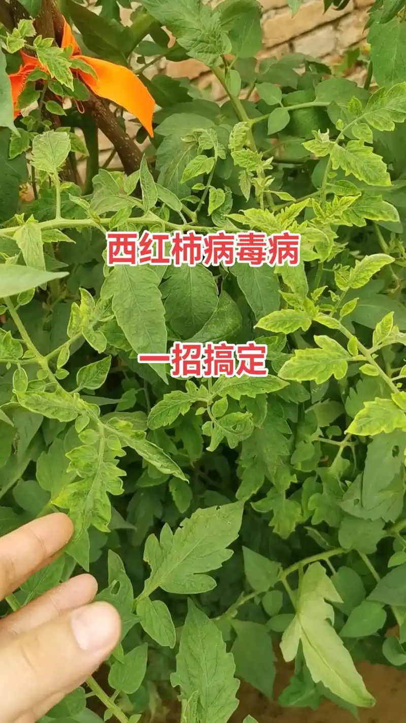 西红柿病毒病一个配方搞定.西红柿病毒病一招搞定#病虫害防治 - 抖音