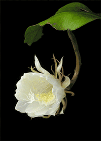 刚出的《最美动态花册》,太美了,送给我最牵挂的你!