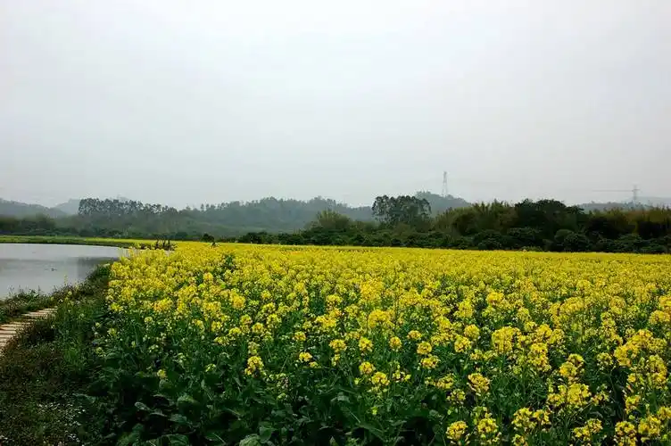 增城正果湖心岛景区