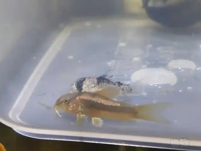 鼠鱼金线金和黑金红头小苗可以入大缸吗