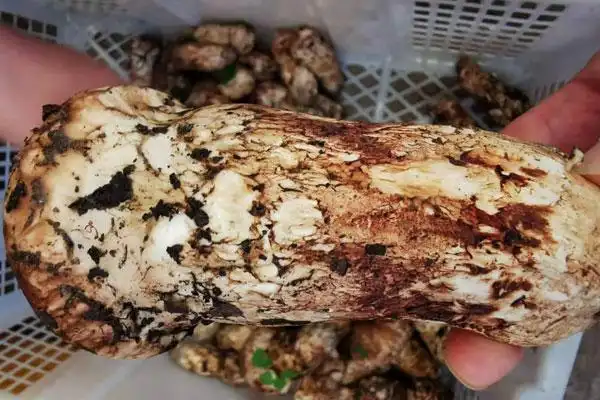 松茸有点粘手是坏了吗松茸变黑发粘还能吃吗