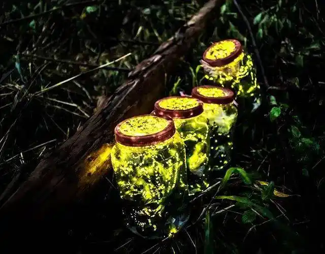 酒城乐园大型梦幻萤火虫之夜震撼来袭