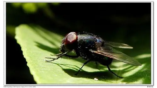 裸机微距.大头金蝇