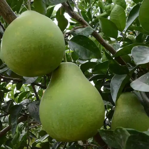 江西井冈蜜柚金沙8年老树精品吉水白水青皮柚子