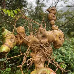 鲜黄精野生生新鲜老虎姜黄金九华山辟谷正品鸡头药材500g