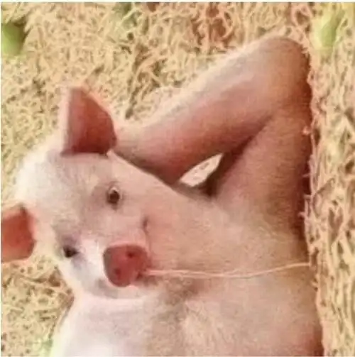 求一只侧卧的猪谢谢