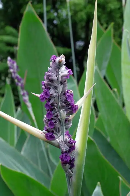 【套图】水竹芋-k7-60250;-蜂鸟网