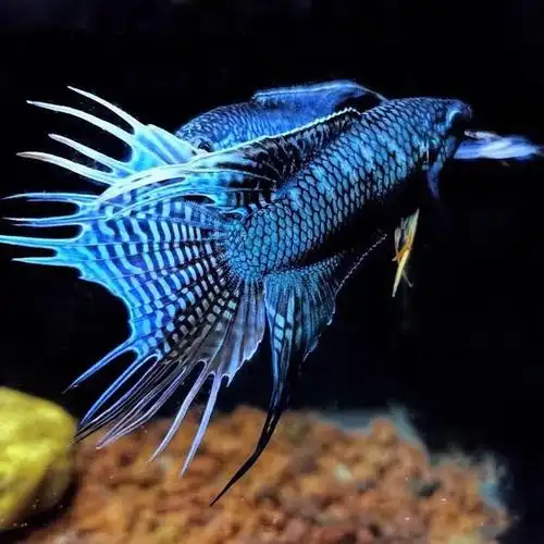 中国斗鱼冷水鱼蓝蛇无纹蓝不打氧耐活鱼观赏小鱼好养冷水淡水鱼苗