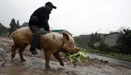 重庆老人骑种猪遛街引老外关注